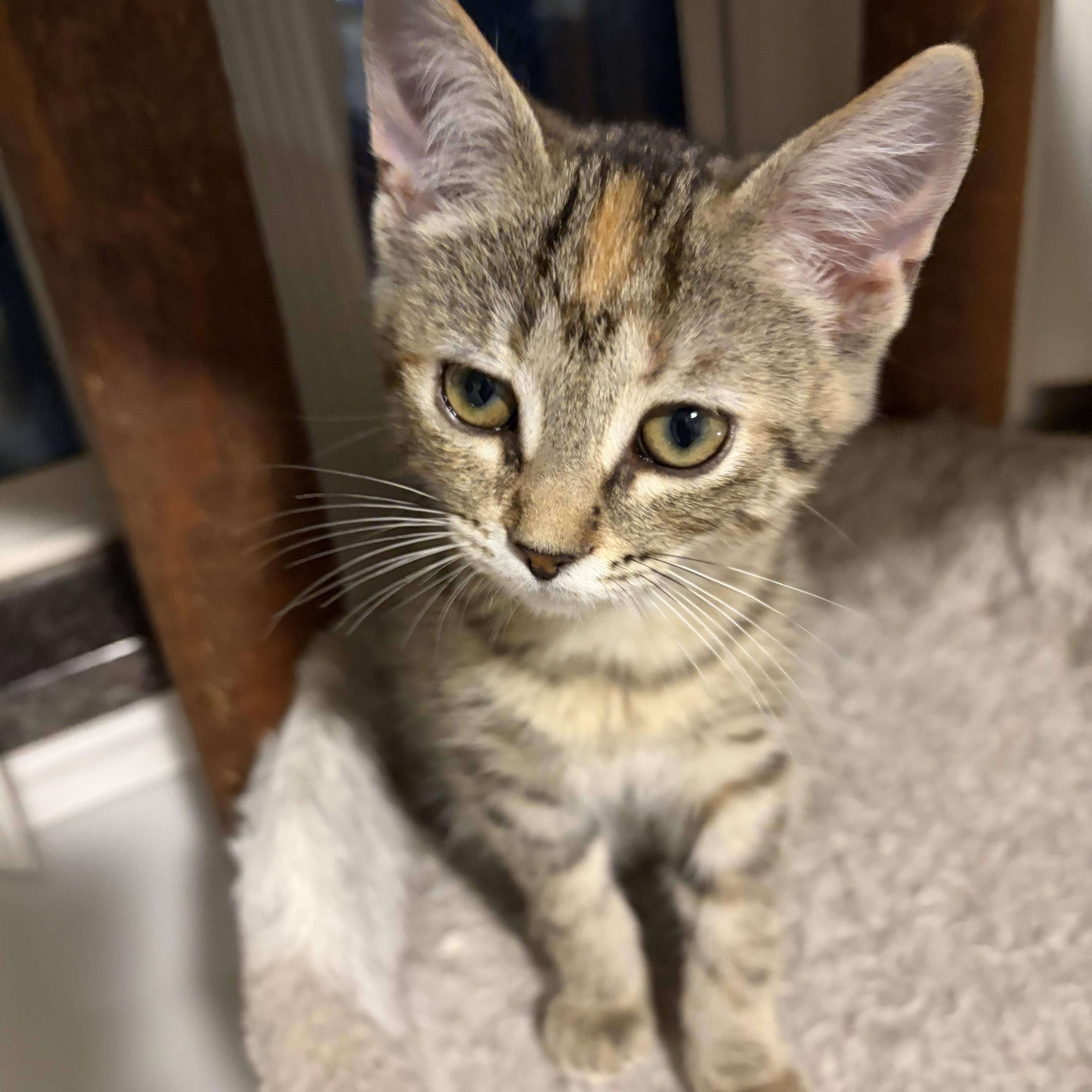 Enlarge Bliss, a Adoptable Domestic Short Hair in Shelby Township, MI image 1/4
