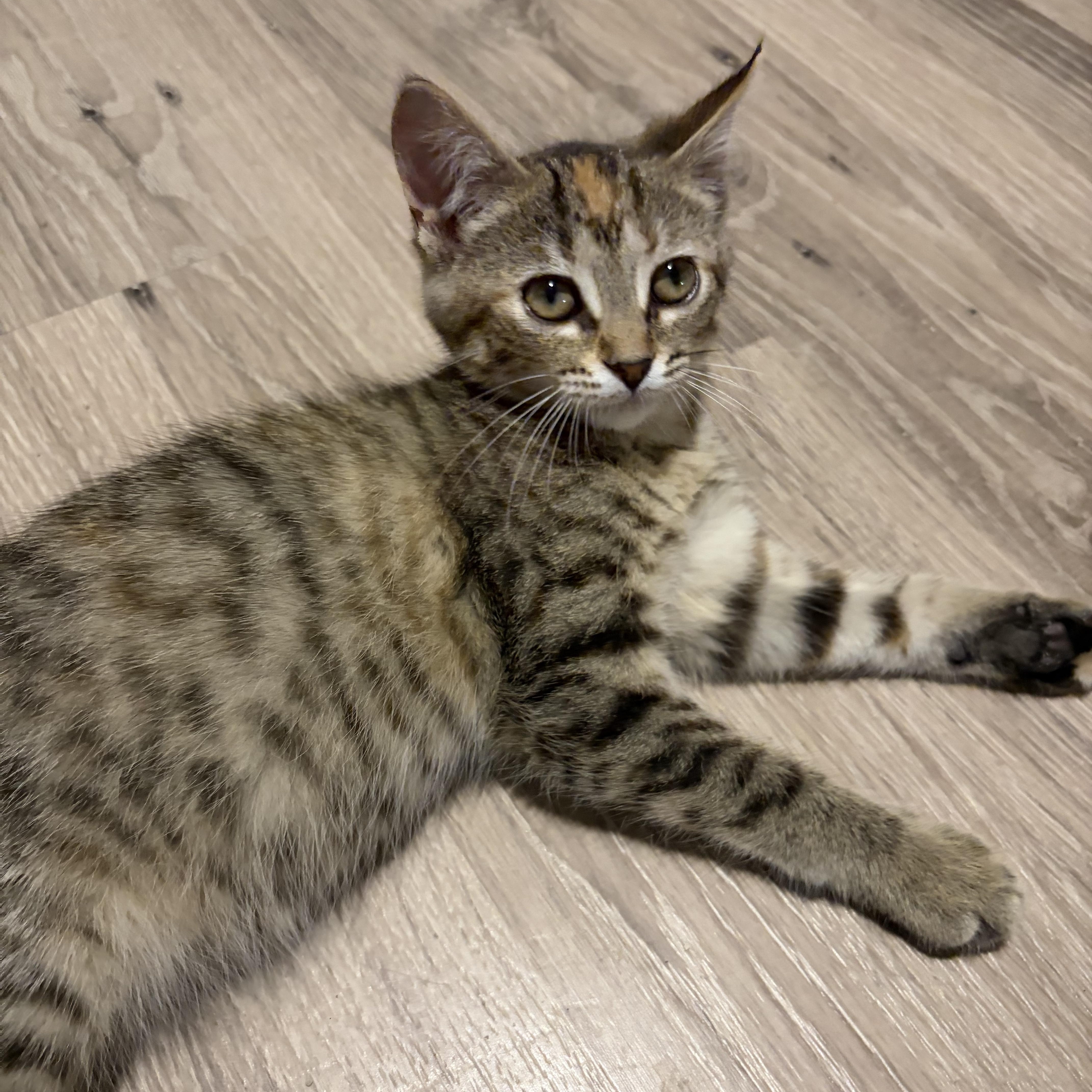Enlarge Bliss, a Adoptable Domestic Short Hair in Shelby Township, MI image 3/4