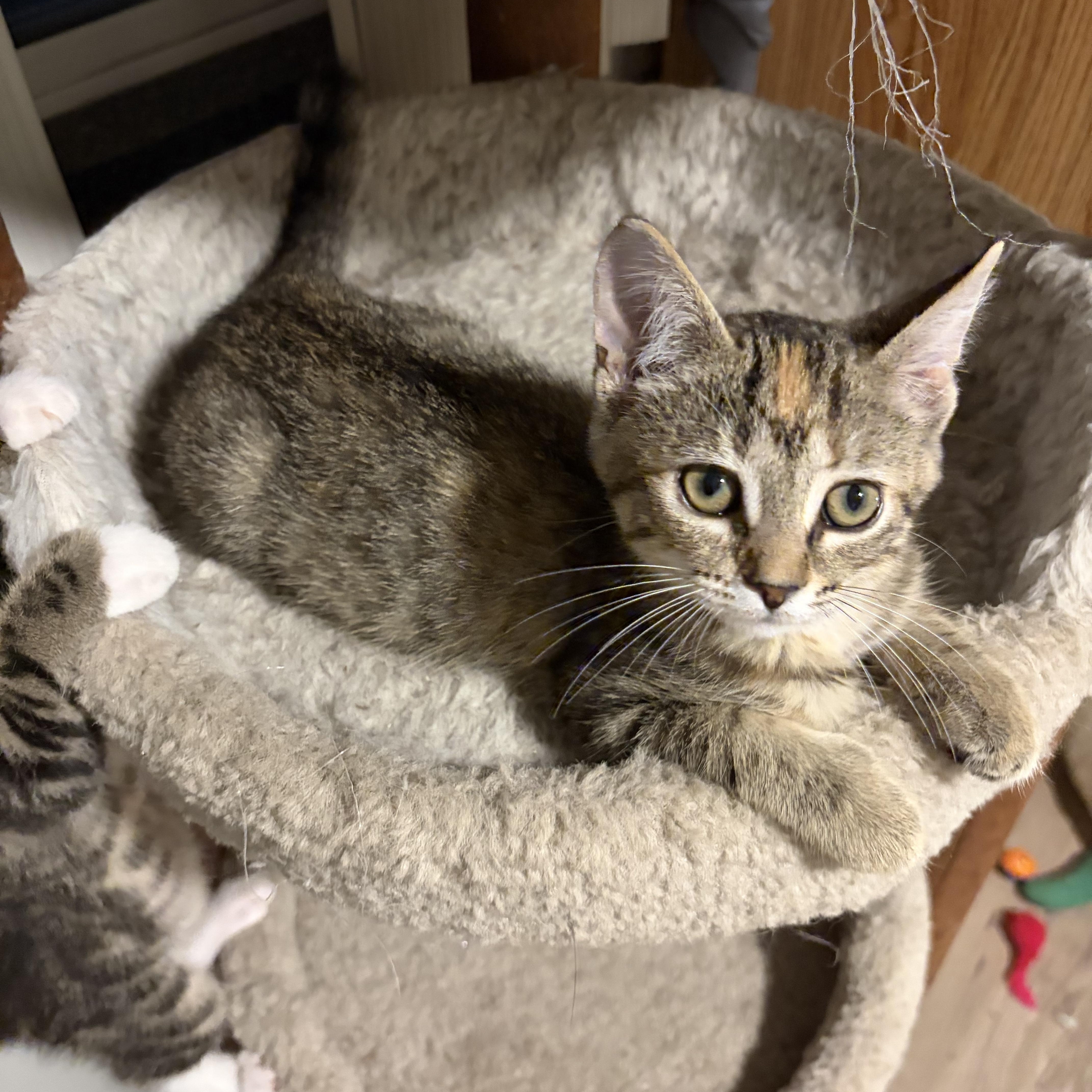 Enlarge Bliss, a Adoptable Domestic Short Hair in Shelby Township, MI image 2/4