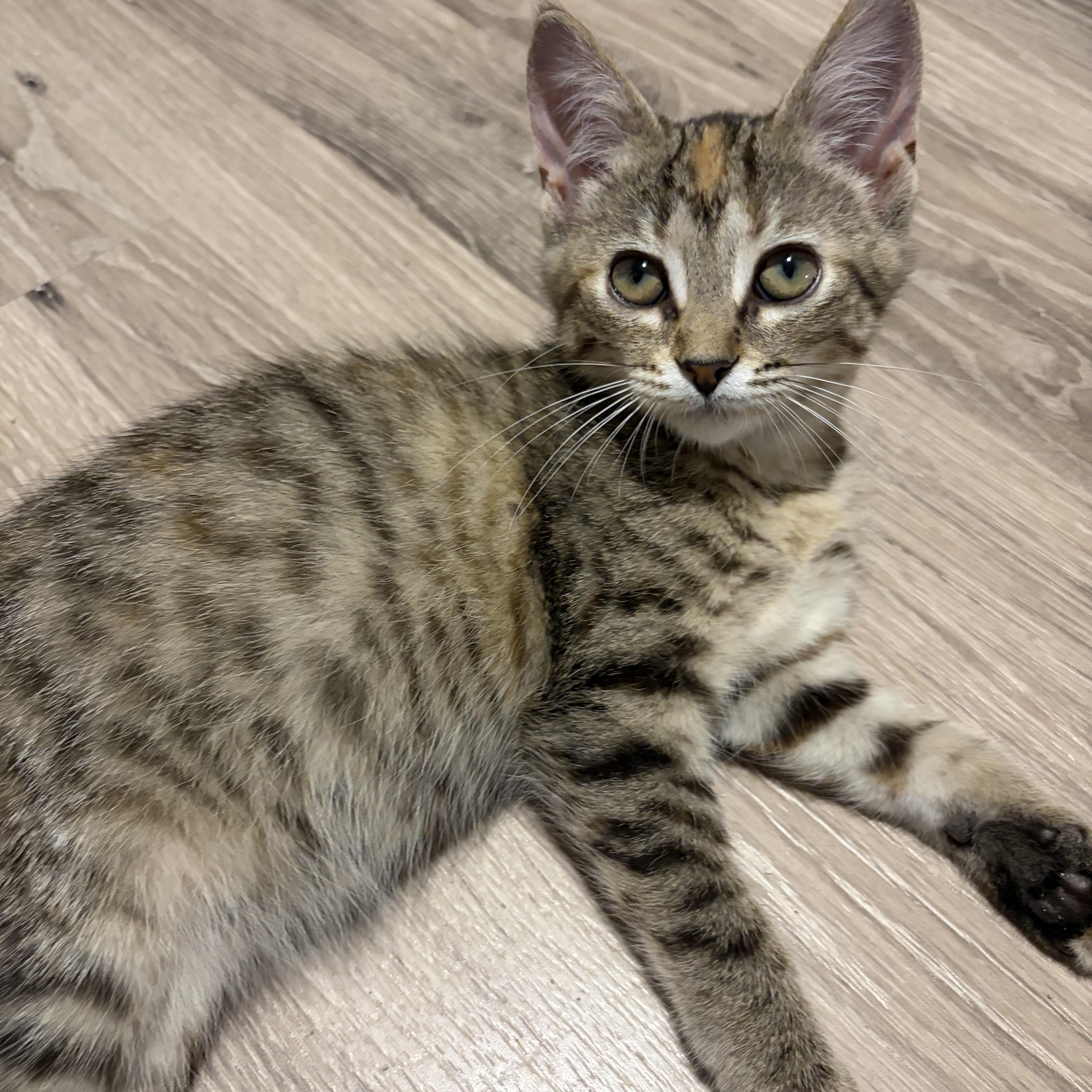 Enlarge Bliss, a Adoptable Domestic Short Hair in Shelby Township, MI image 4/4
