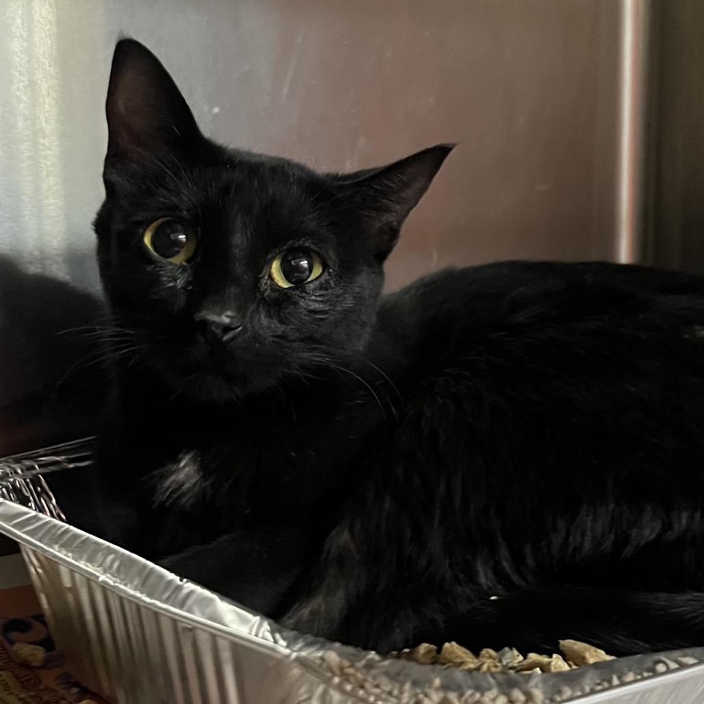 Enlarge Virginia Slim, a Adoptable Domestic Short Hair in Pauls Valley, OK image 1/2