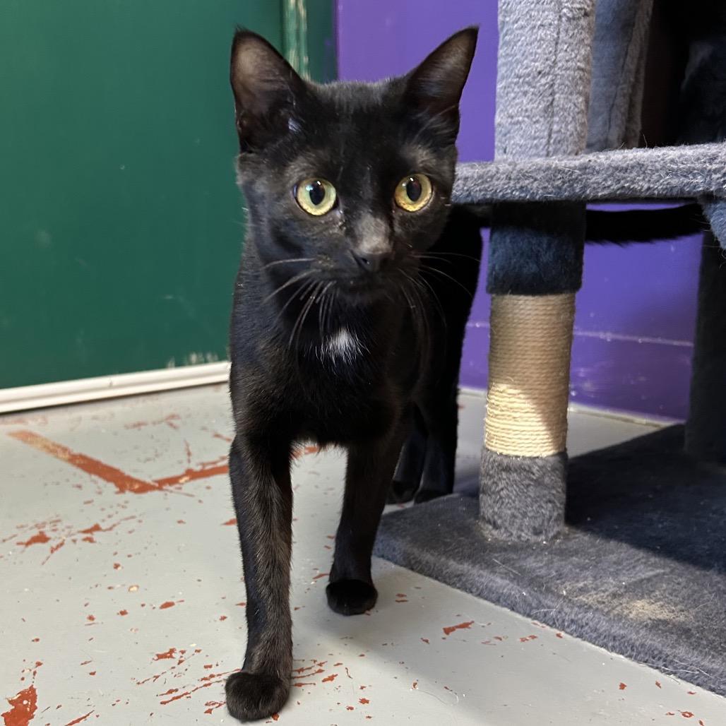 Enlarge Virginia Slim, a Adoptable Domestic Short Hair in Pauls Valley, OK image 2/2