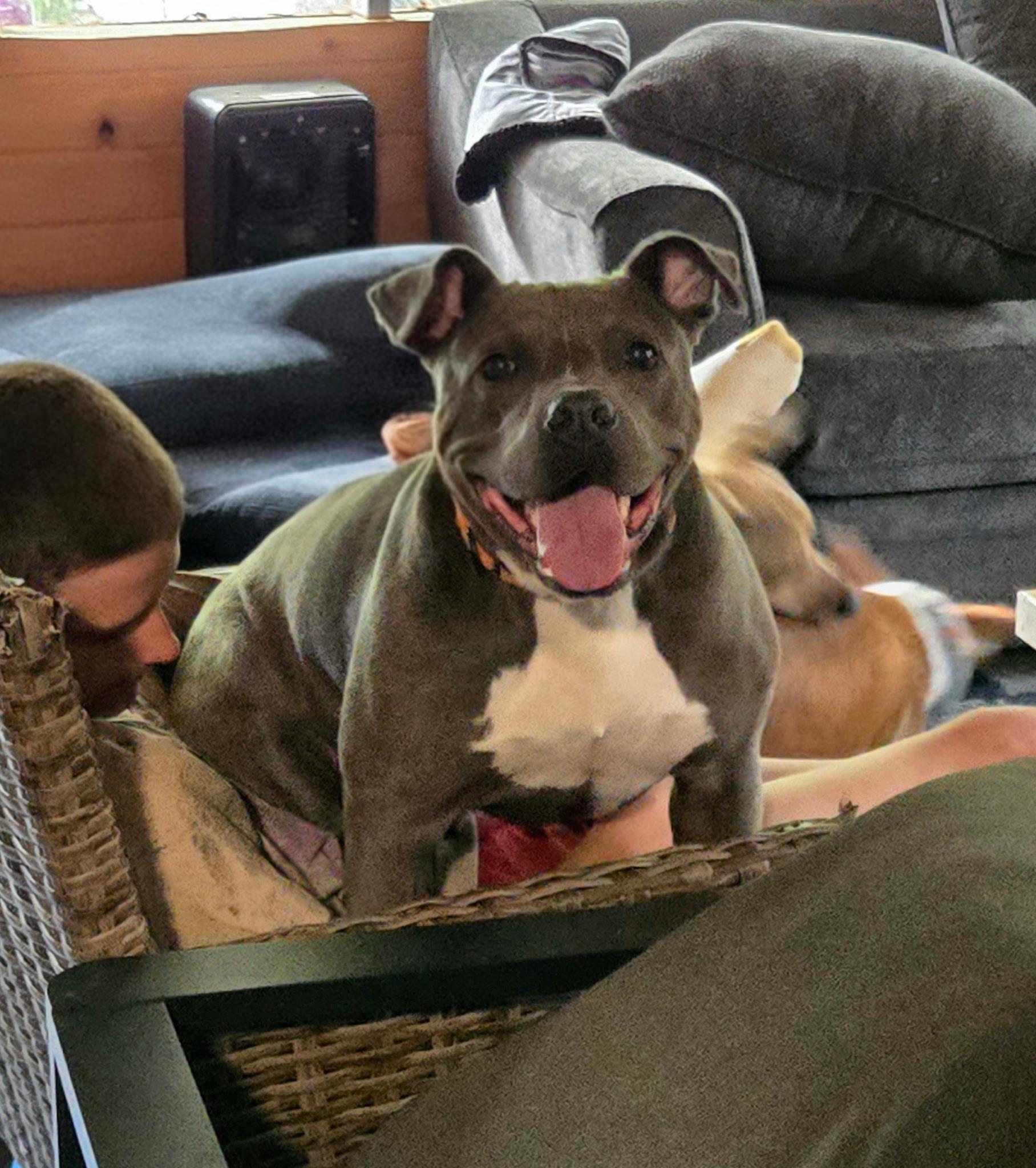 Opie, Adoptable, Adult Male Pit Bull Terrier.