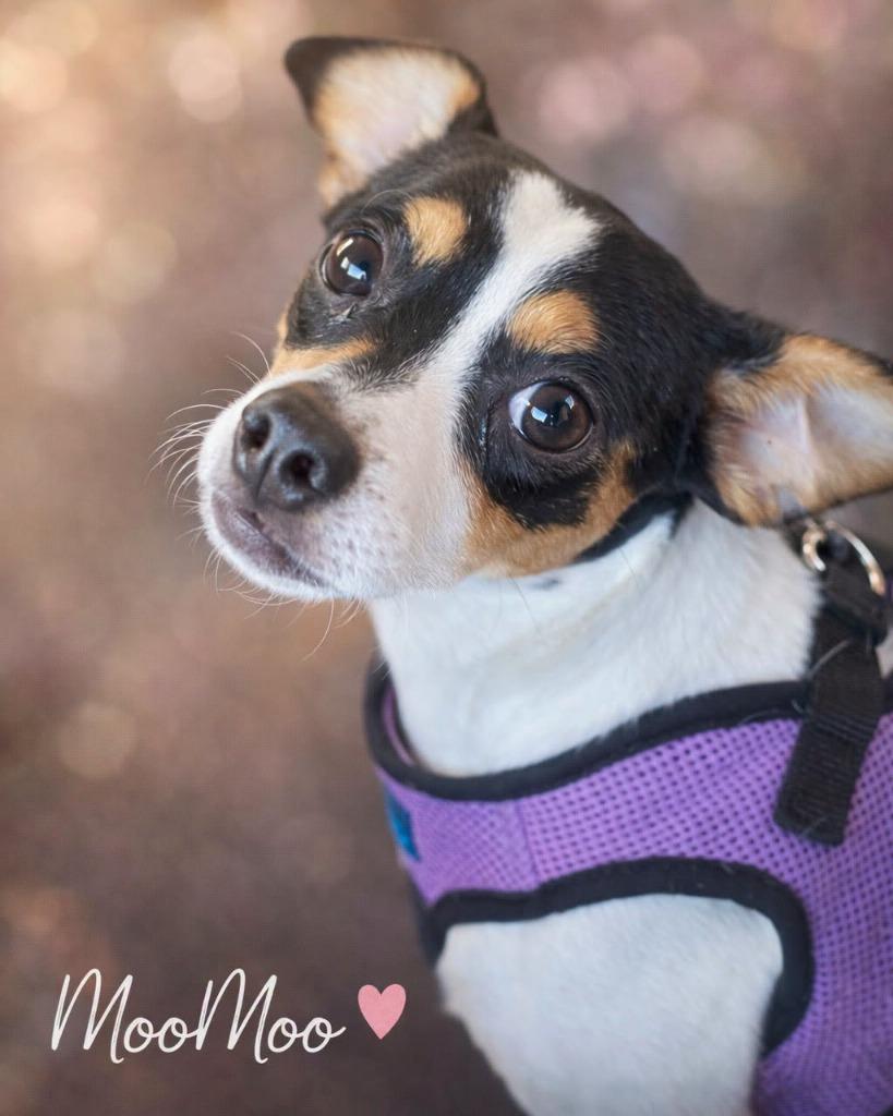 Moo Moo, a Adoptable Mixed Breed in Mesa, AZ image 1/2