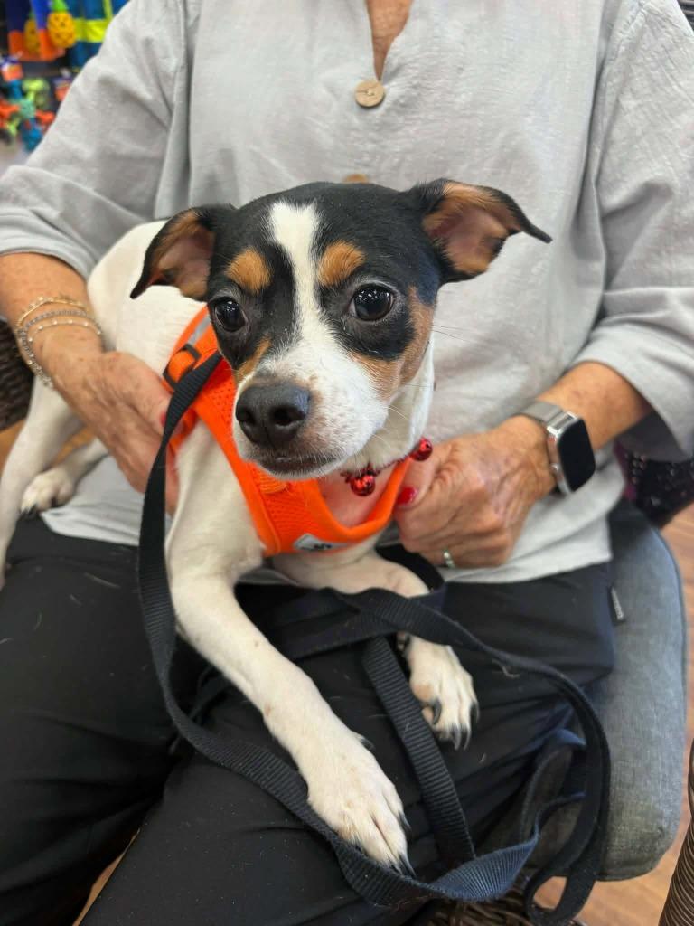 Moo Moo, a Adoptable Mixed Breed in Mesa, AZ image 2/2