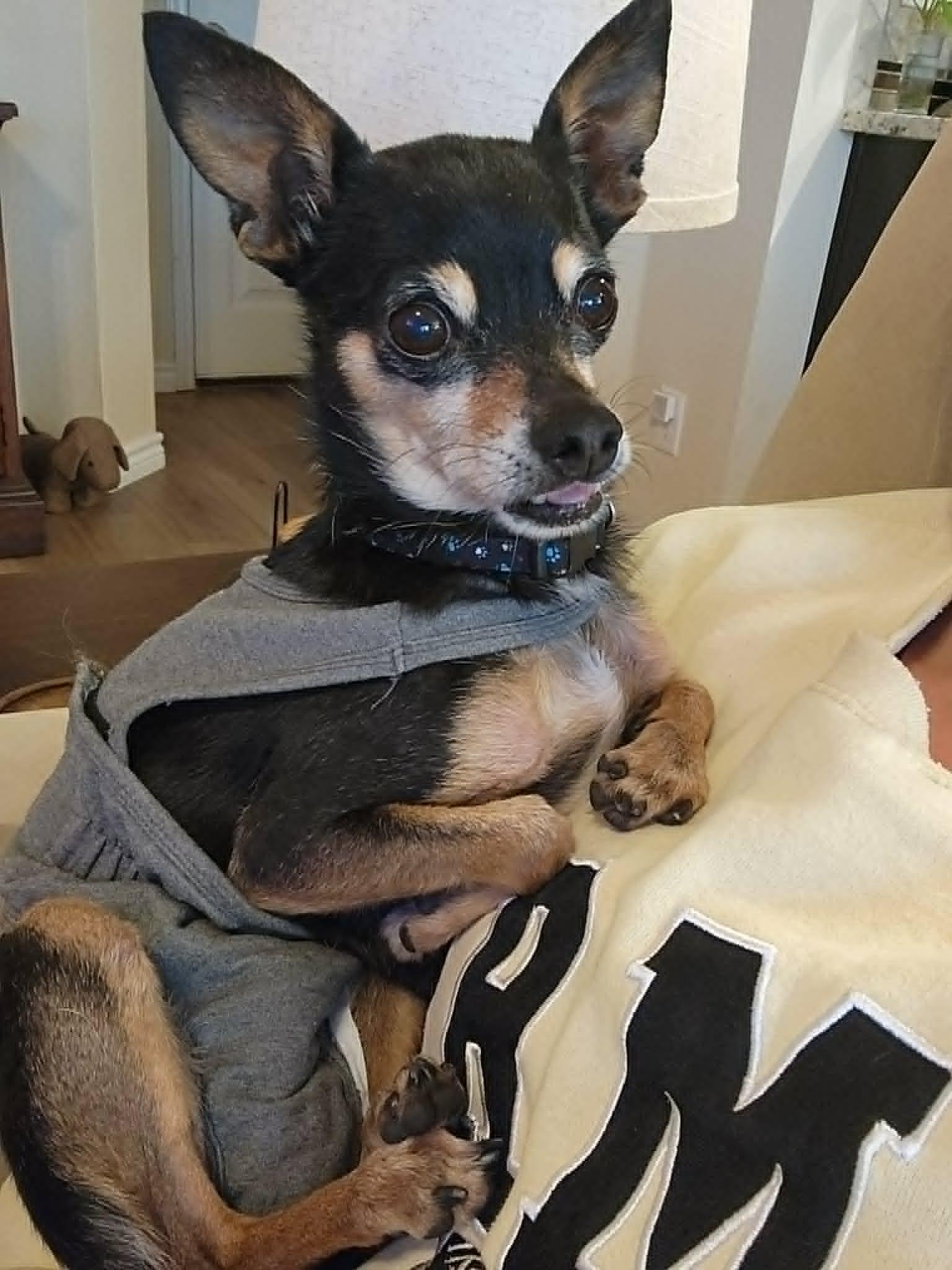Enlarge Little Man, a ADOPTABLE mixed breed in Temple, TX image 2/5
