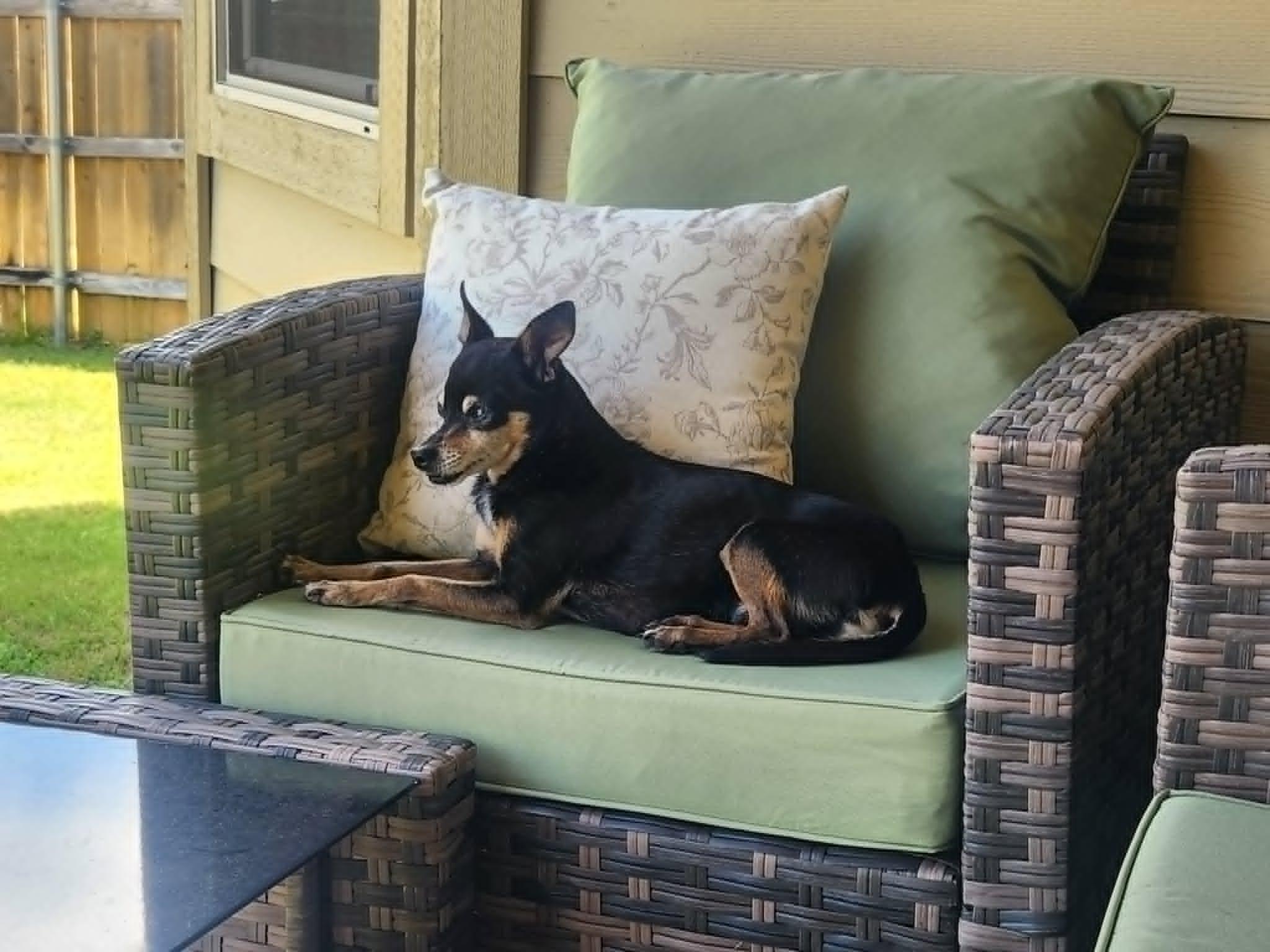Enlarge Little Man, a ADOPTABLE mixed breed in Temple, TX image 5/5