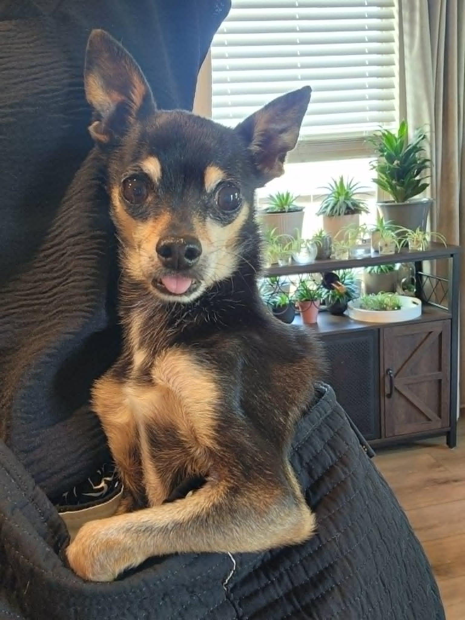 Little Man, ADOPTABLE, Senior Male Chihuahua.