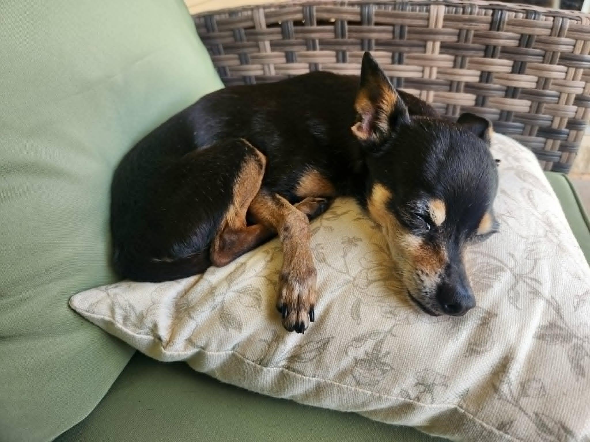 Enlarge Little Man, a ADOPTABLE mixed breed in Temple, TX image 4/5