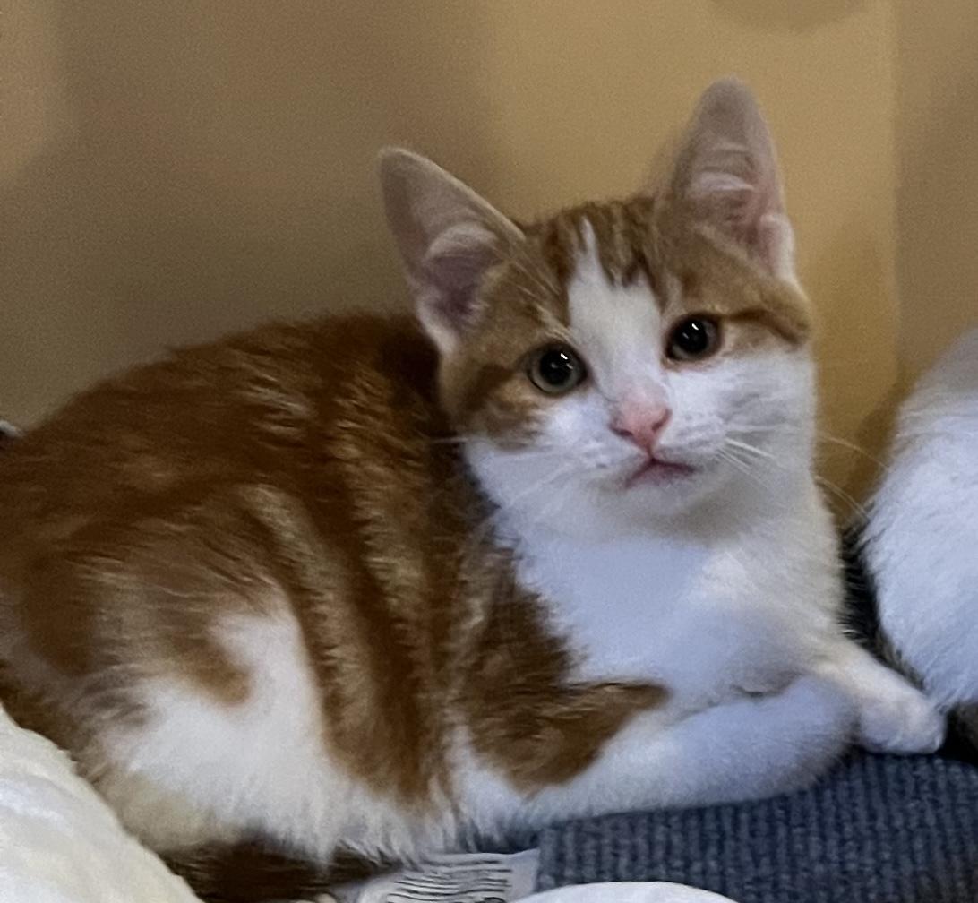 Freddy, ADOPTABLE, Kitten Male Domestic Short Hair.