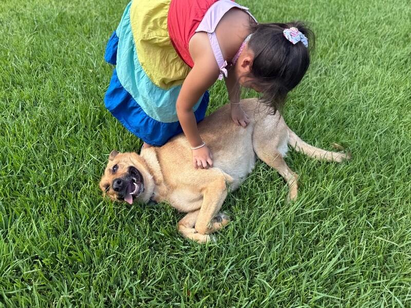 Enlarge Molly Mae So Majestic, a Adoptable mixed breed in Surrey, BC image 1/6