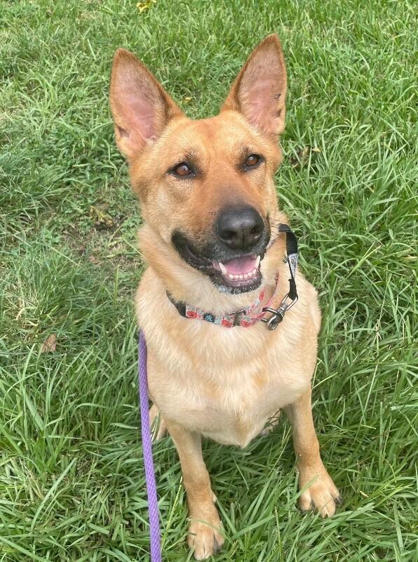 Enlarge Molly Mae So Majestic, a Adoptable mixed breed in Surrey, BC image 2/6