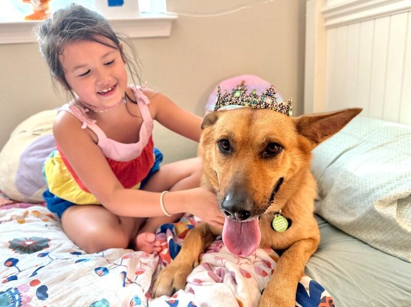 Enlarge Molly Mae So Majestic, a Adoptable mixed breed in Surrey, BC image 5/6