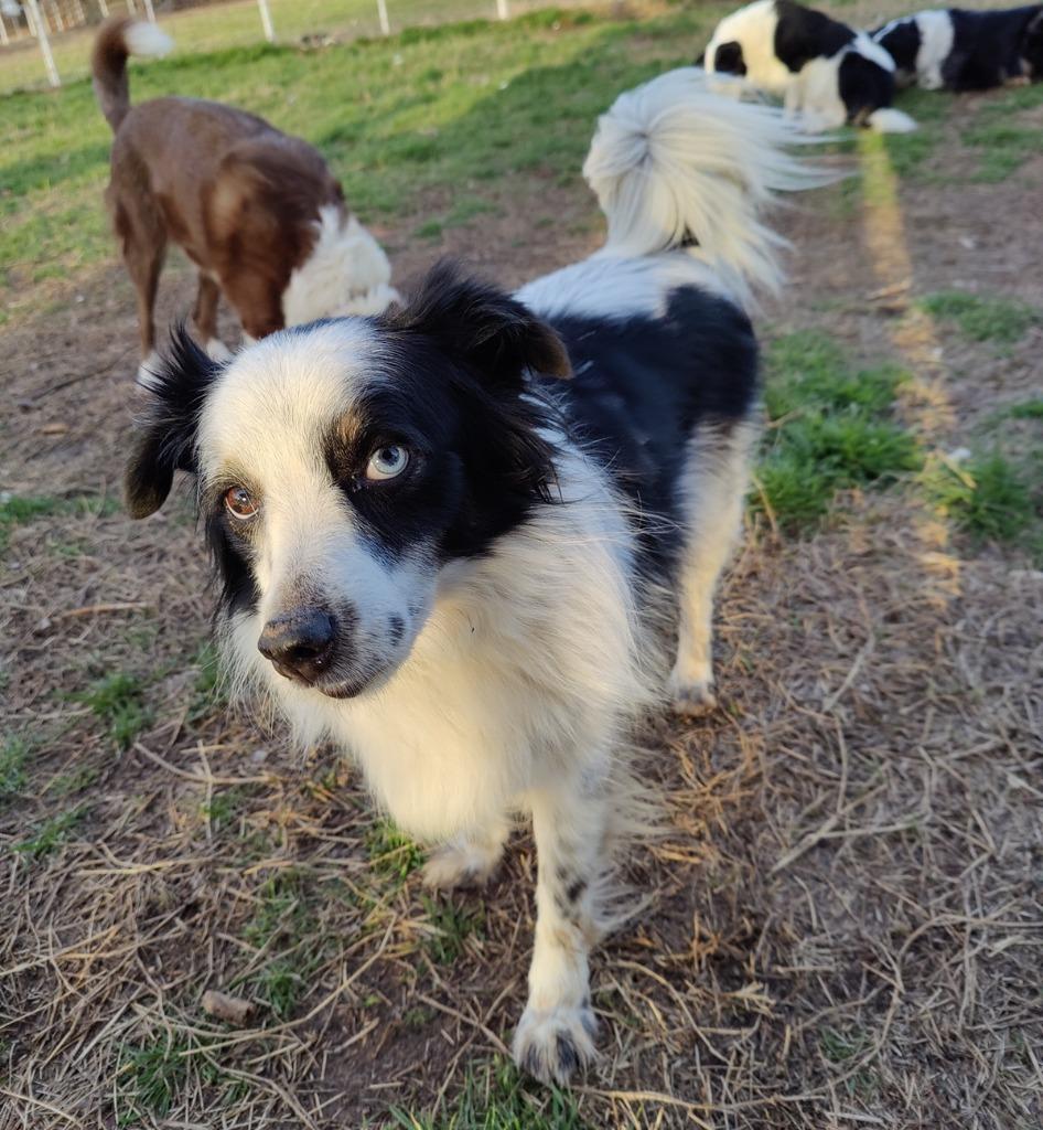 Enlarge Blue, a Adoptable mixed breed in The Woodlands, TX image 1/4