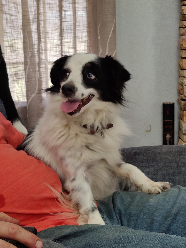 Enlarge Blue, a Adoptable mixed breed in The Woodlands, TX image 2/4