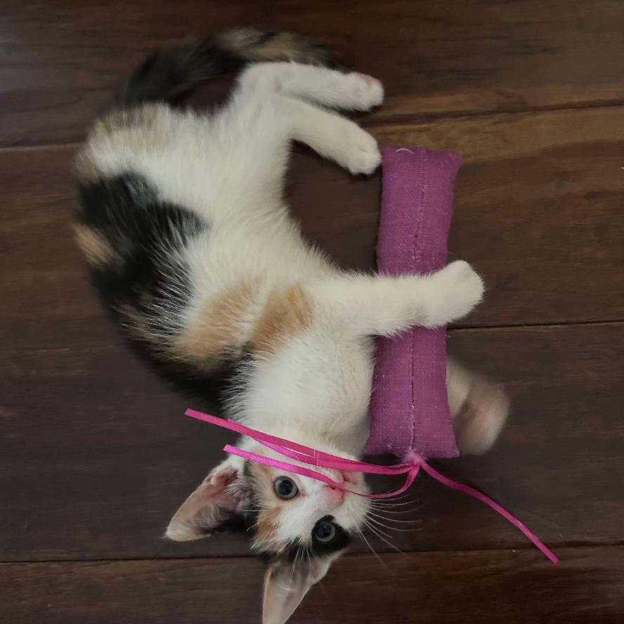 Sprinkles, Adoptable, Kitten Female Domestic Short Hair.