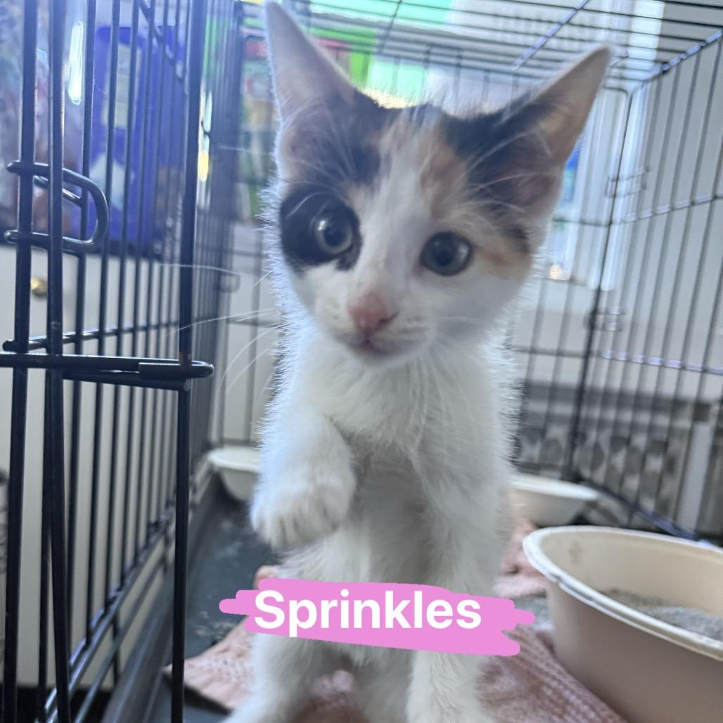 Sprinkles, a Adoptable Domestic Short Hair in Tampa, FL image 2/2
