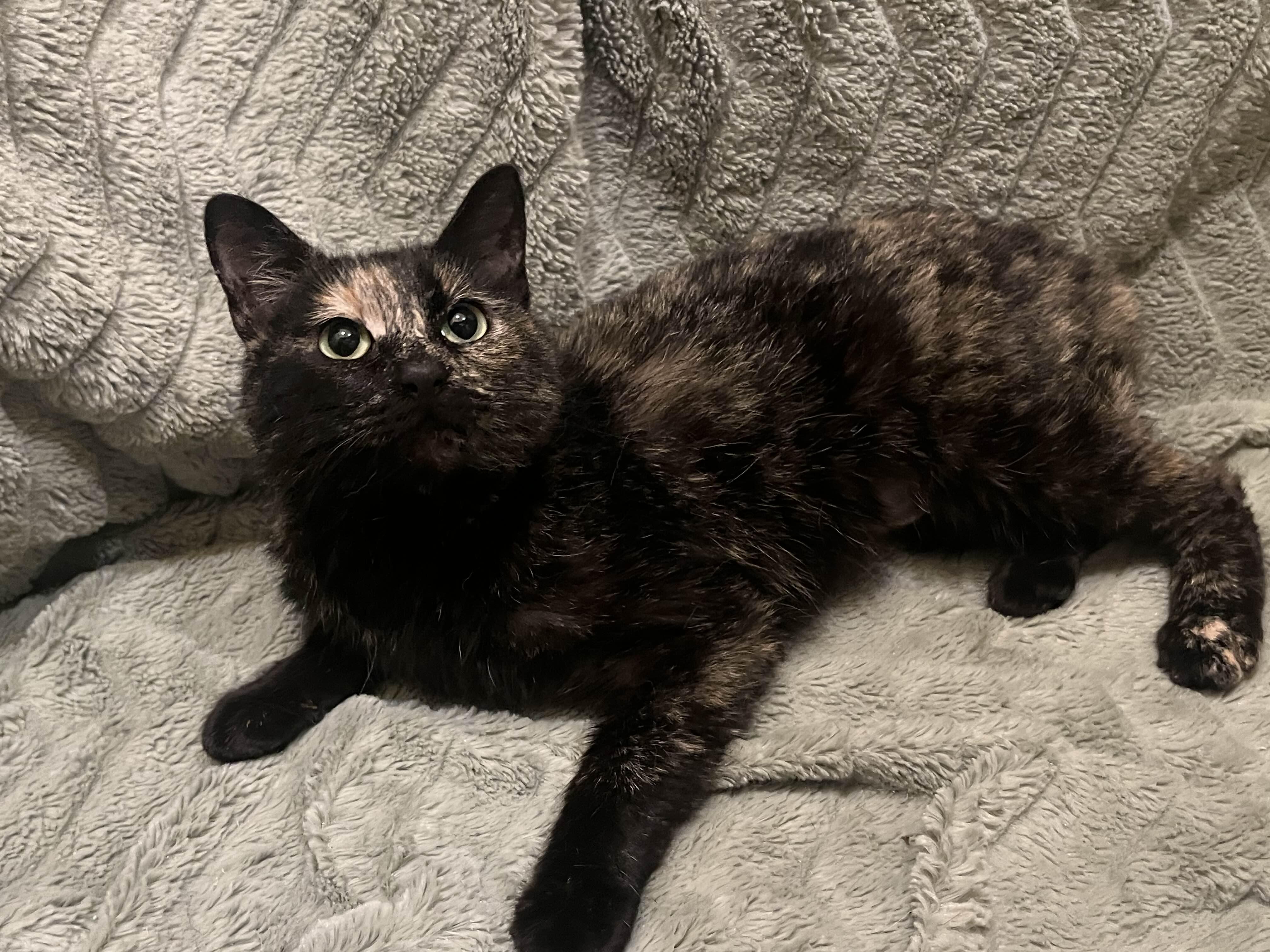 Enlarge Jelly Bean (Bobtail), an adopted Domestic Short Hair in Richmond, KY image 5/6