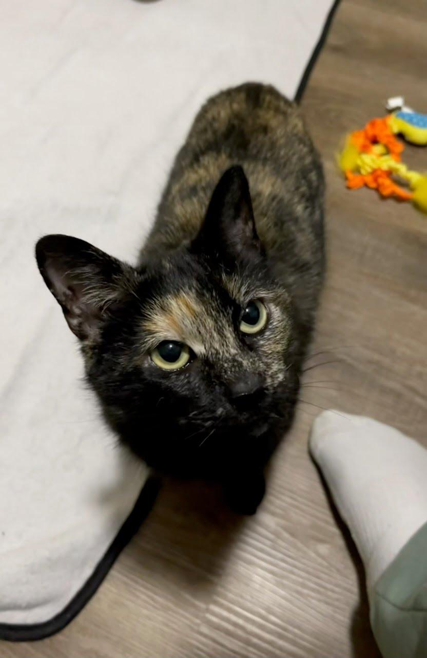 Enlarge Jelly Bean (Bobtail), an adopted Domestic Short Hair in Richmond, KY image 2/6