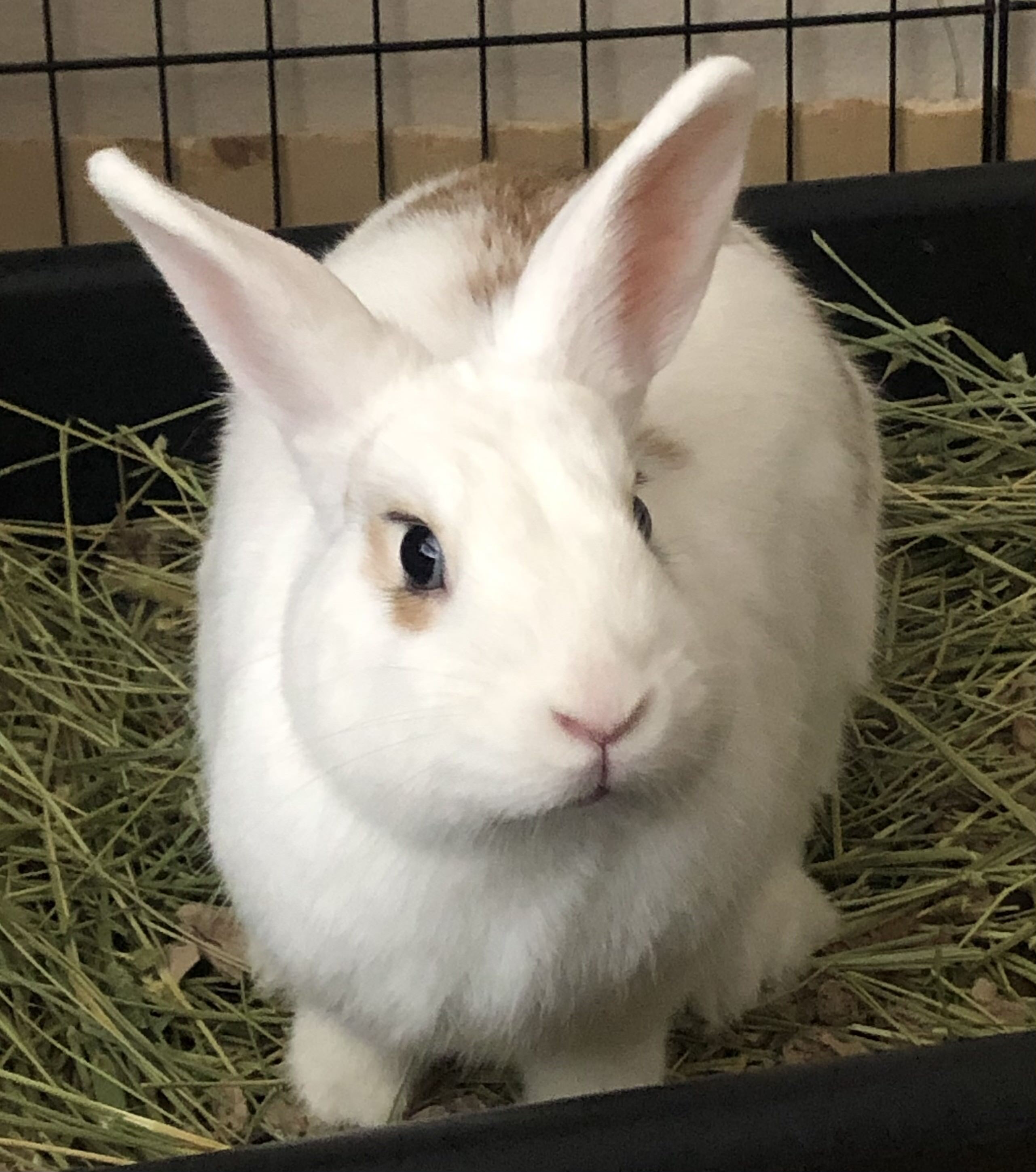 Butterscotch, a Adoptable Rhinelander in Los Angeles, CA image 1/6