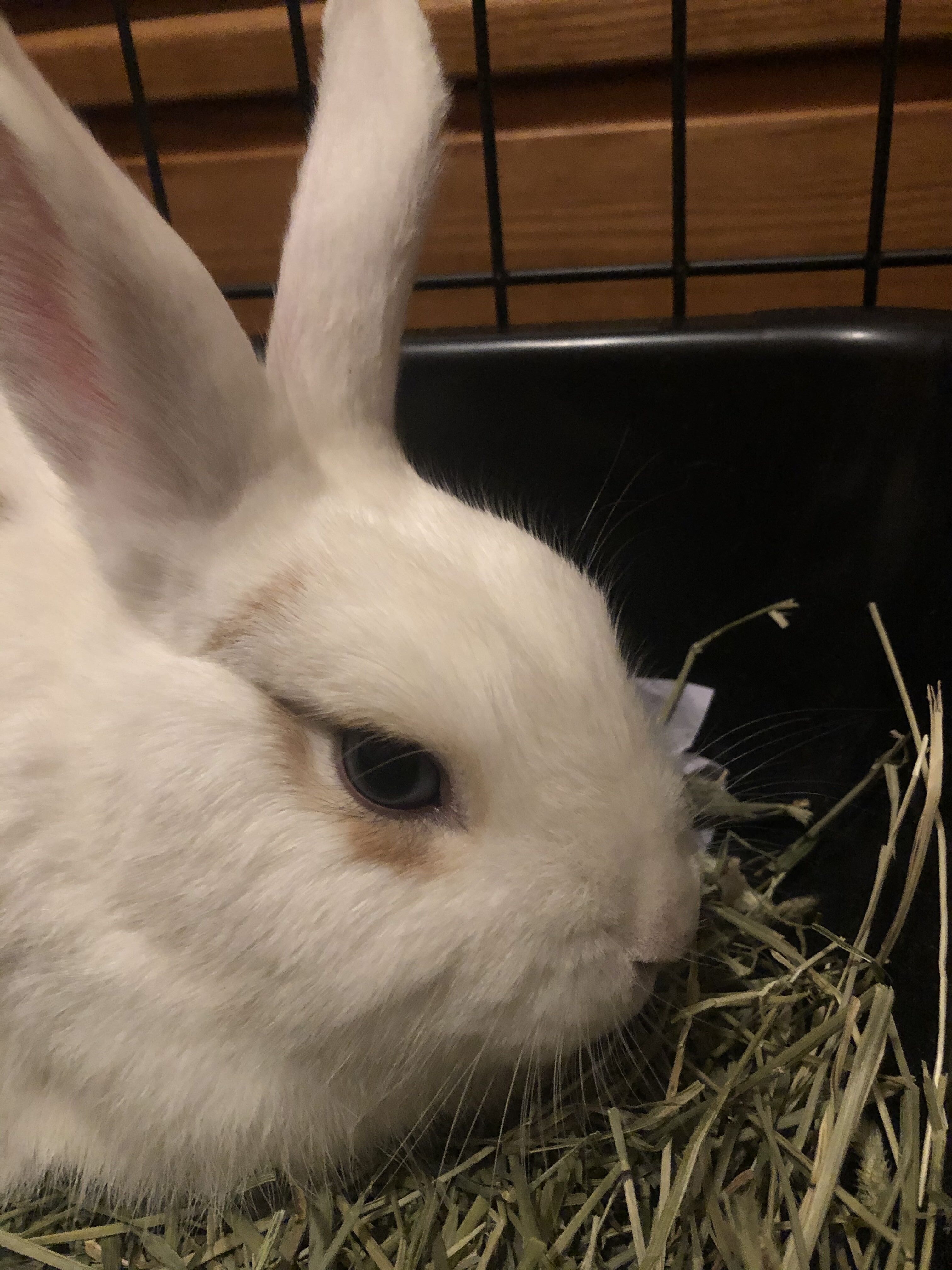 Butterscotch, a Adoptable Rhinelander in Los Angeles, CA image 2/6