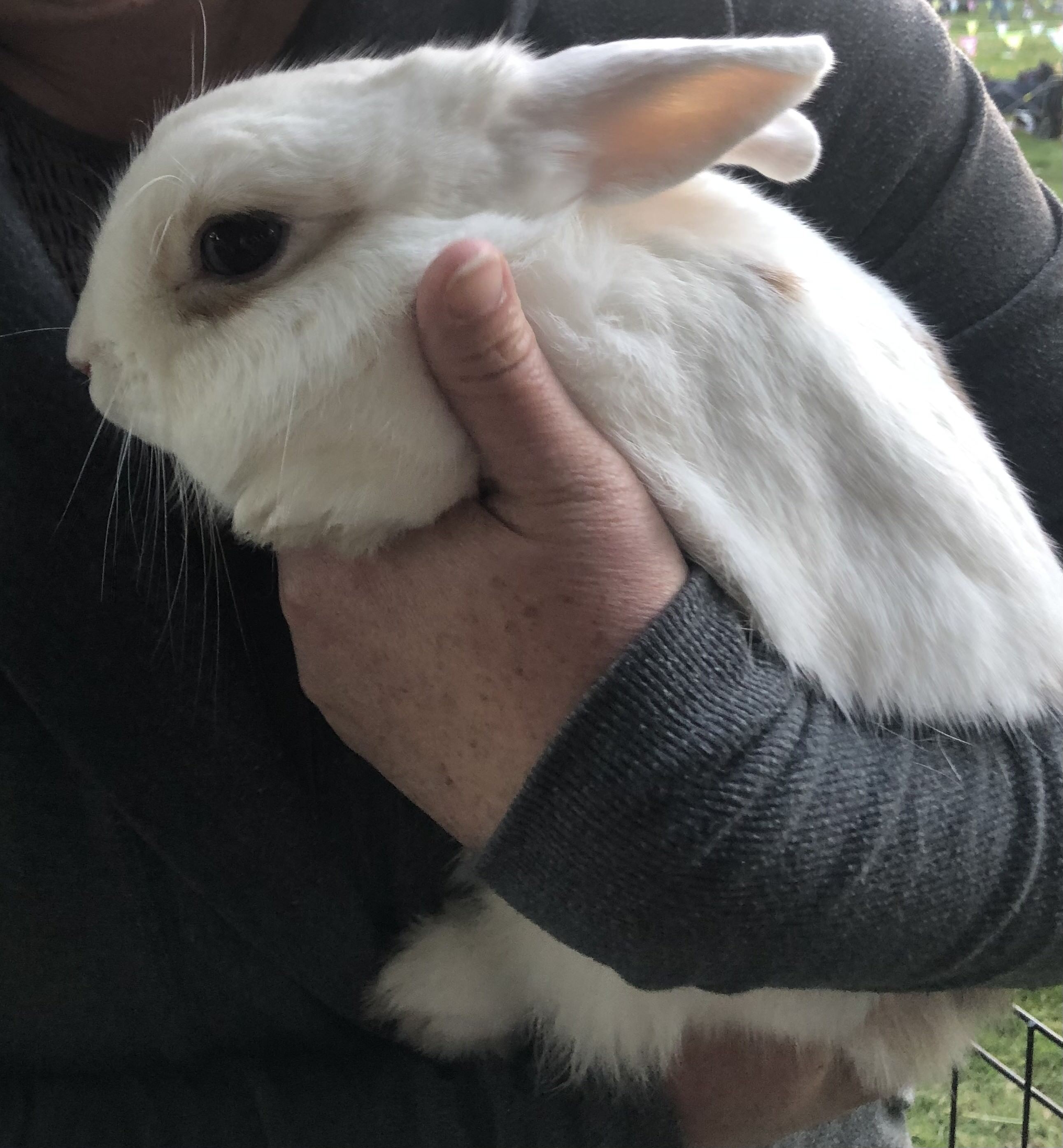 Butterscotch, a Adoptable Rhinelander in Los Angeles, CA image 3/6