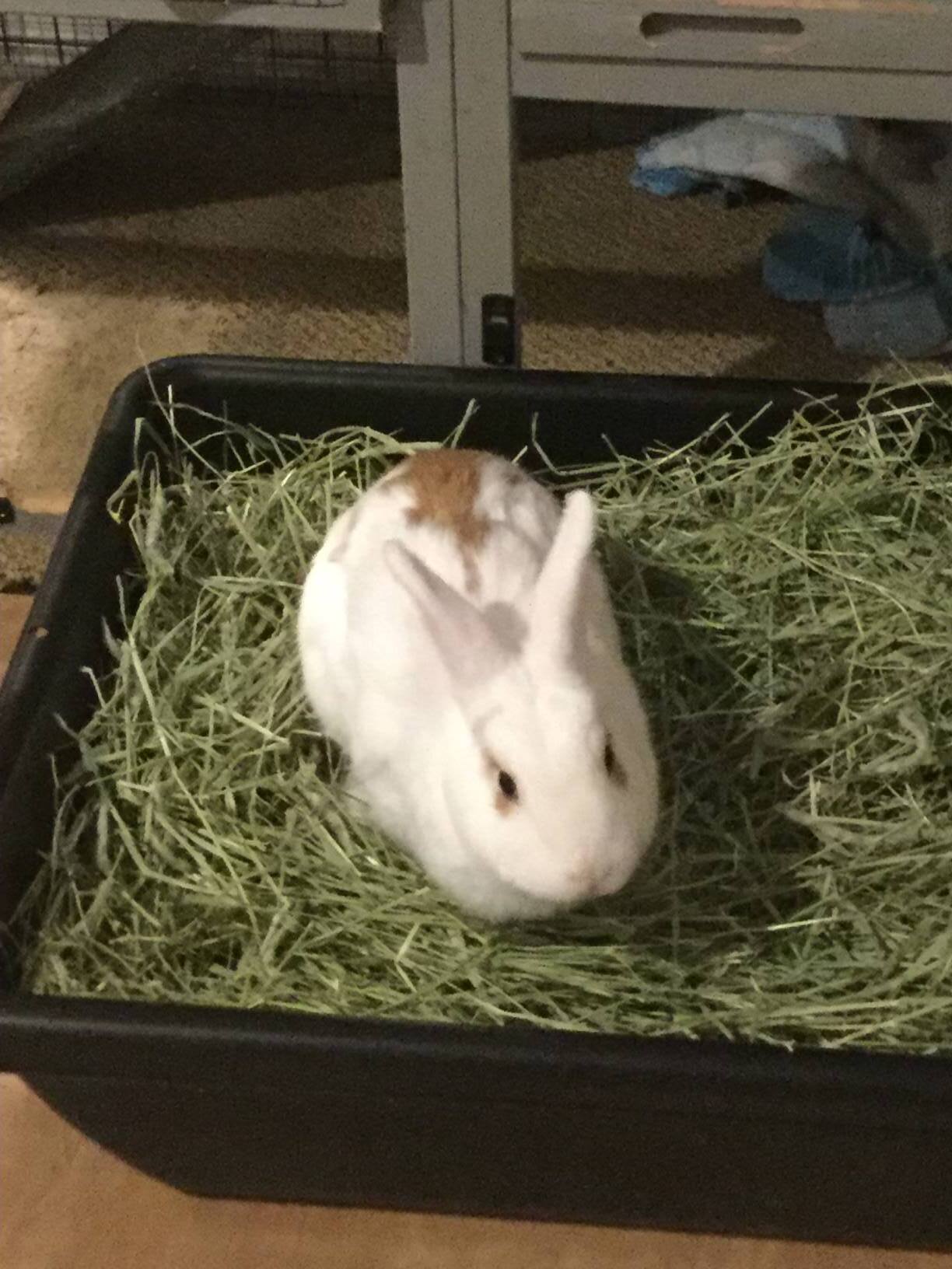 Butterscotch, a Adoptable Rhinelander in Los Angeles, CA image 4/6