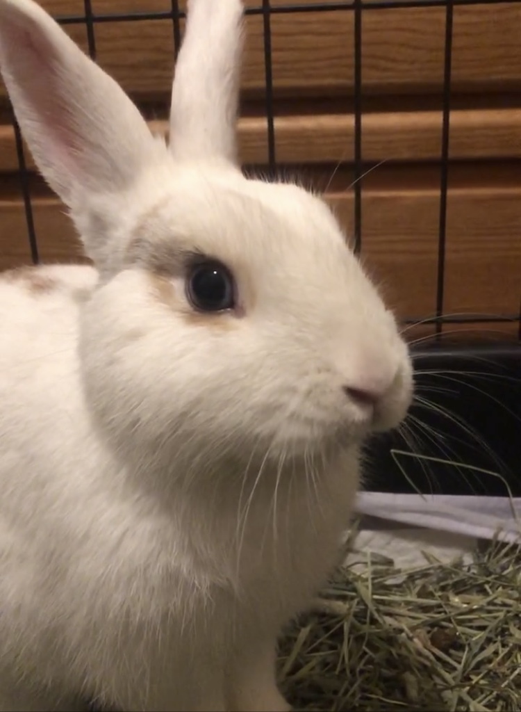 Butterscotch, a Adoptable Rhinelander in Los Angeles, CA image 5/6