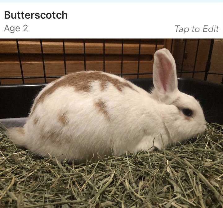Butterscotch, a Adoptable Rhinelander in Los Angeles, CA image 6/6