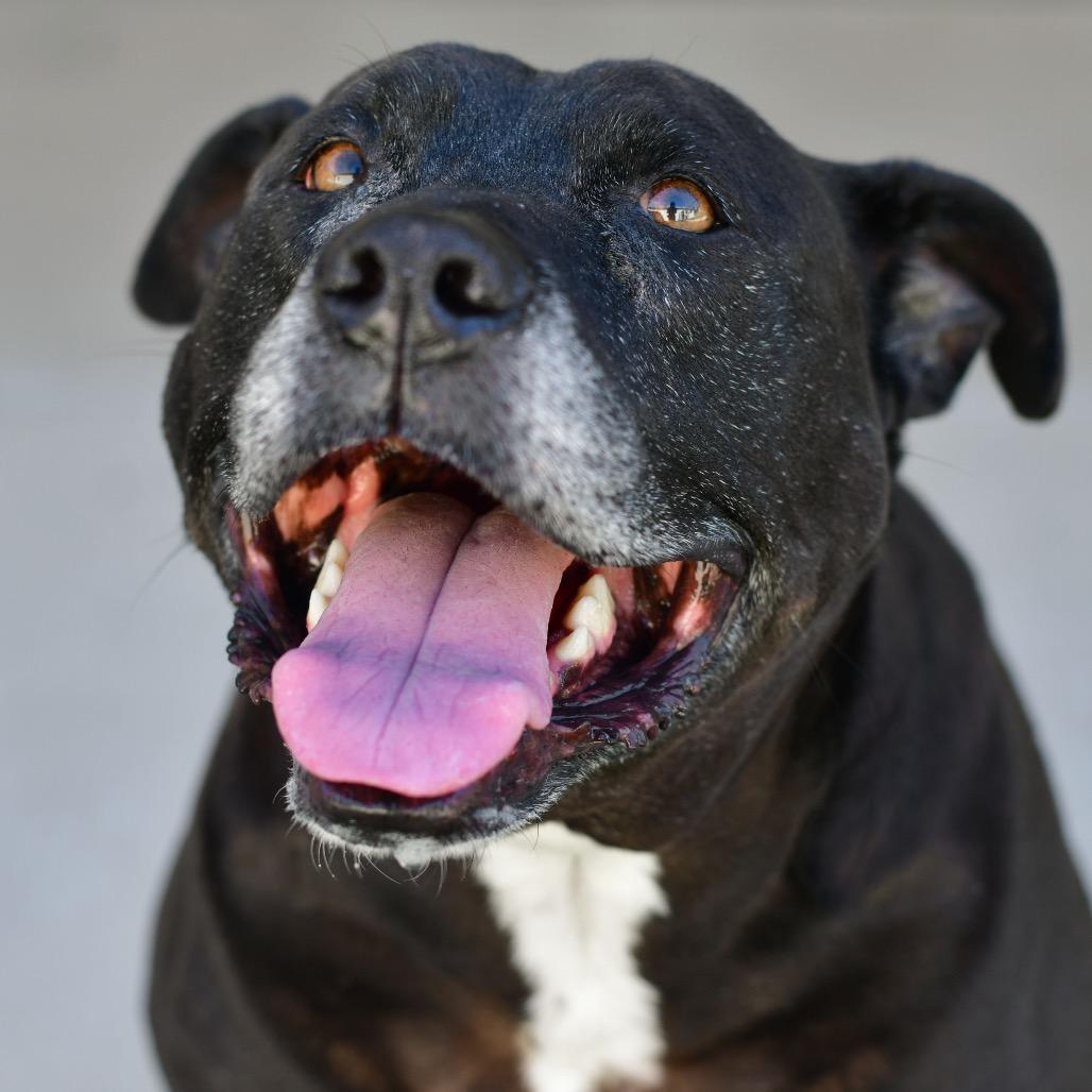 Marley, Adoptable, Senior Male American Staffordshire Terrier & Black Labrador Retriever.