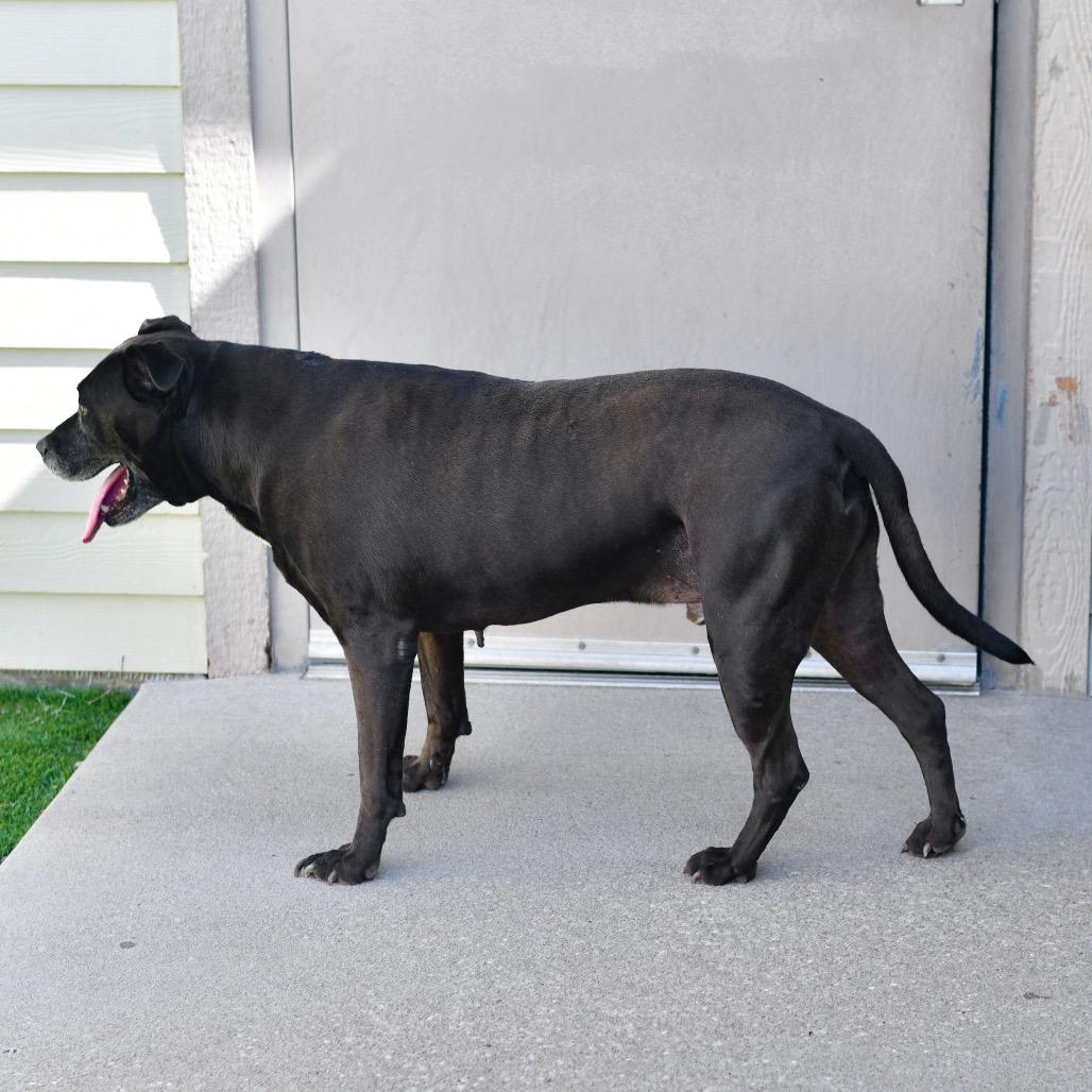 Marley, a Adoptable mixed breed in Ottawa, KS image 2/2