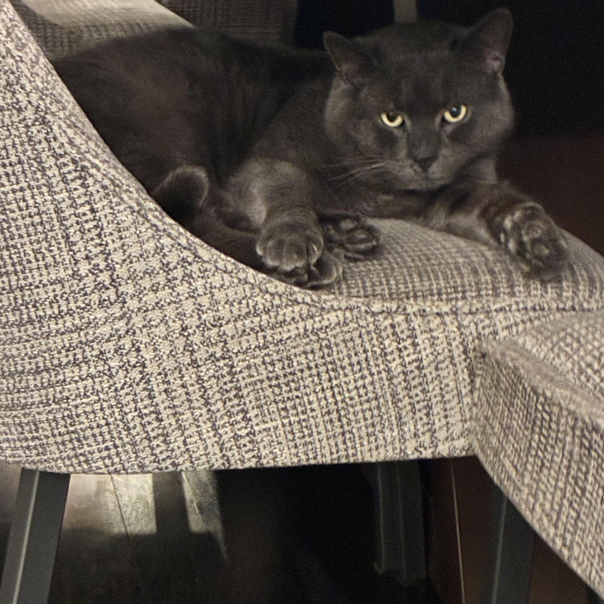 Enlarge Marzipan Pig, the head- butting lap-cat who needs to be with you!, a Adoptable Domestic Short Hair in New Haven, CT image 2/4