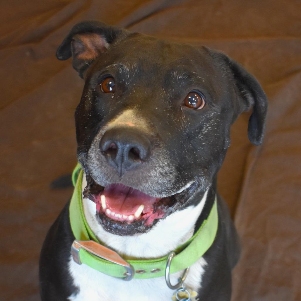 Lil bear (Busta Rhymes), a Adoptable Pit Bull Terrier in Rifle, CO image 1/6