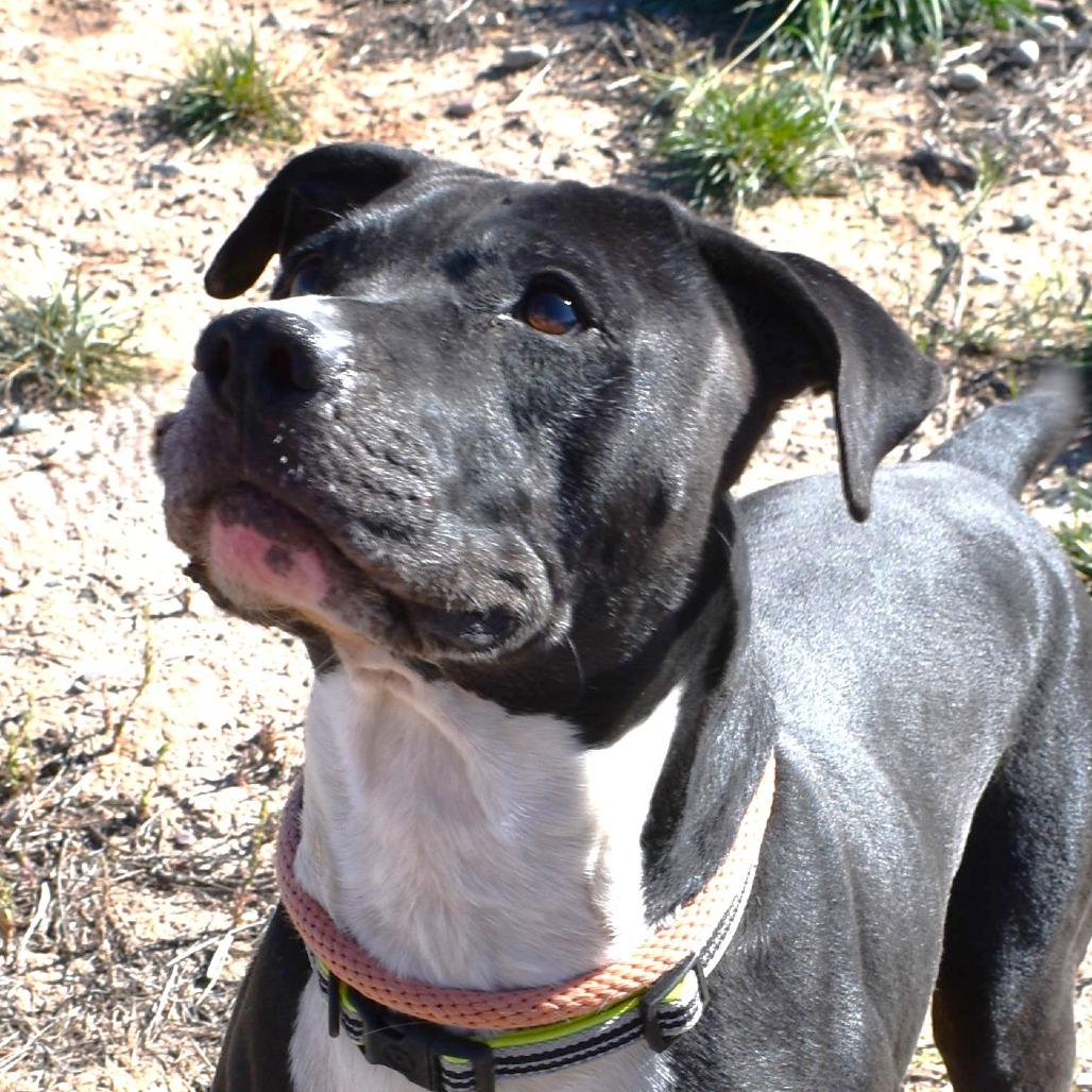 Lil bear (Busta Rhymes), a Adoptable Pit Bull Terrier in Rifle, CO image 2/6
