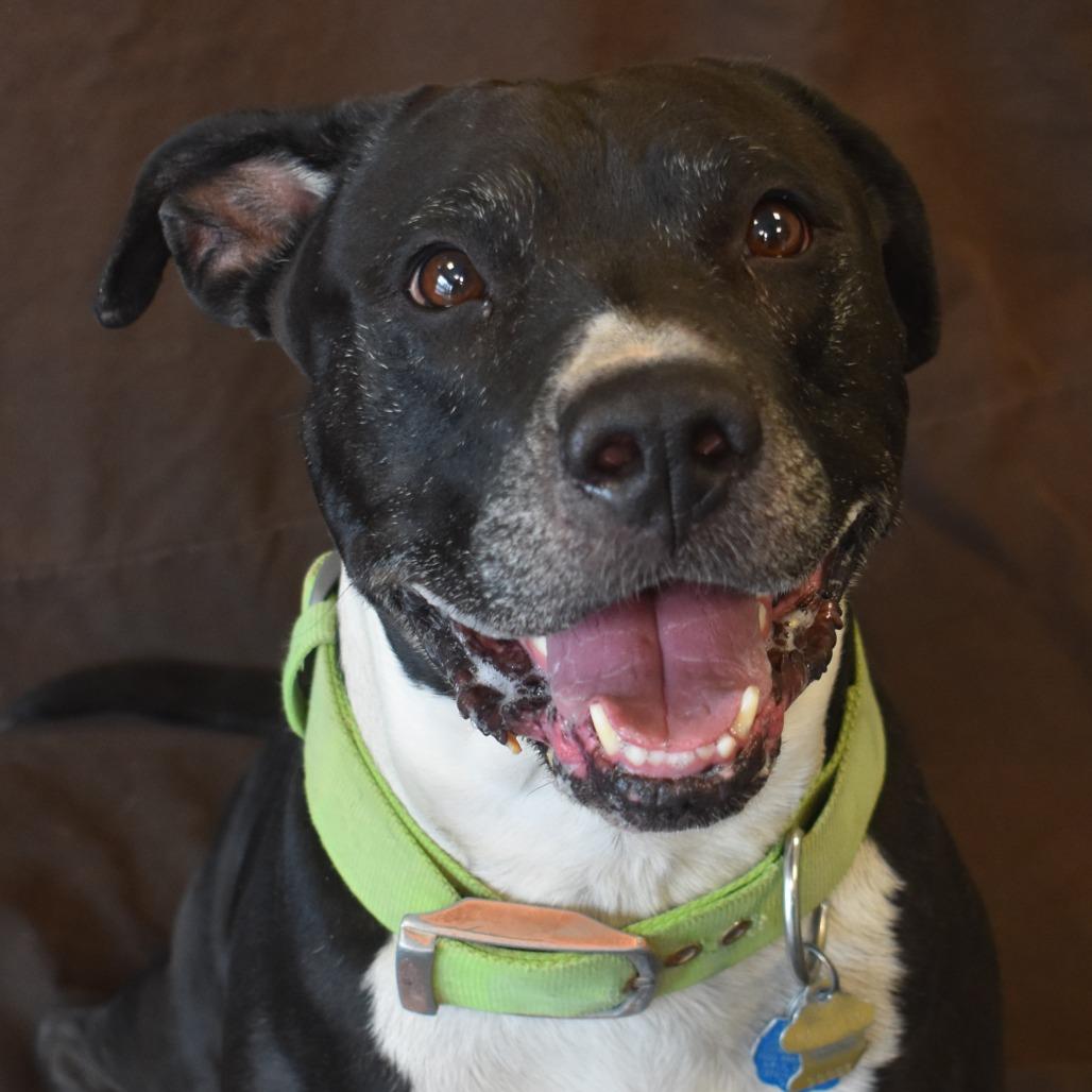 Lil bear (Busta Rhymes), a Adoptable Pit Bull Terrier in Rifle, CO image 3/6