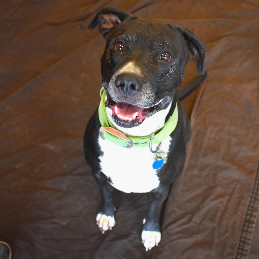 Lil bear (Busta Rhymes), a Adoptable Pit Bull Terrier in Rifle, CO image 4/6