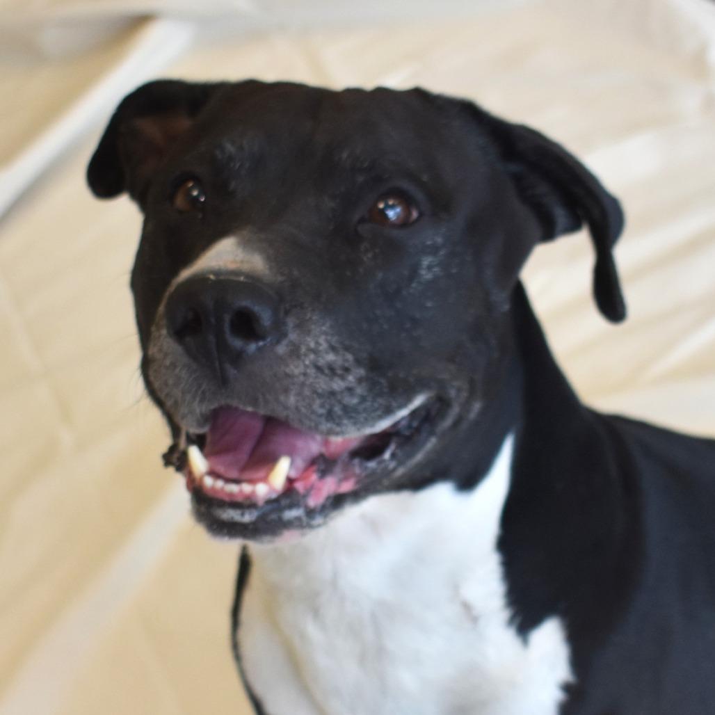 Lil bear (Busta Rhymes), a Adoptable Pit Bull Terrier in Rifle, CO image 5/6