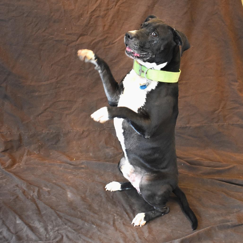 Lil bear (Busta Rhymes), a Adoptable Pit Bull Terrier in Rifle, CO image 6/6