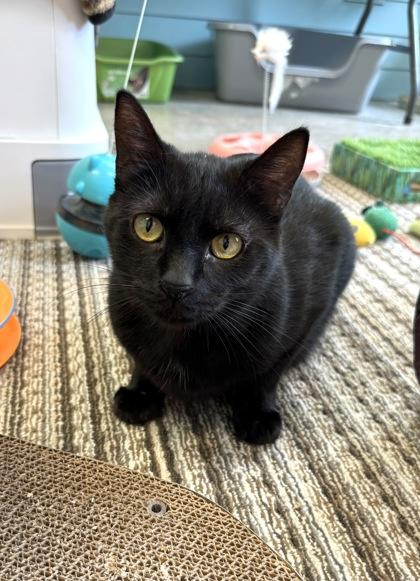 SAUSAGE, Adoptable, Young Female Domestic Short Hair.