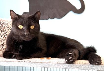 Enlarge SAUSAGE, a Adoptable mixed breed in Fernandina Beach, FL image 2/3