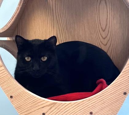 Enlarge SAUSAGE, a Adoptable mixed breed in Fernandina Beach, FL image 3/3