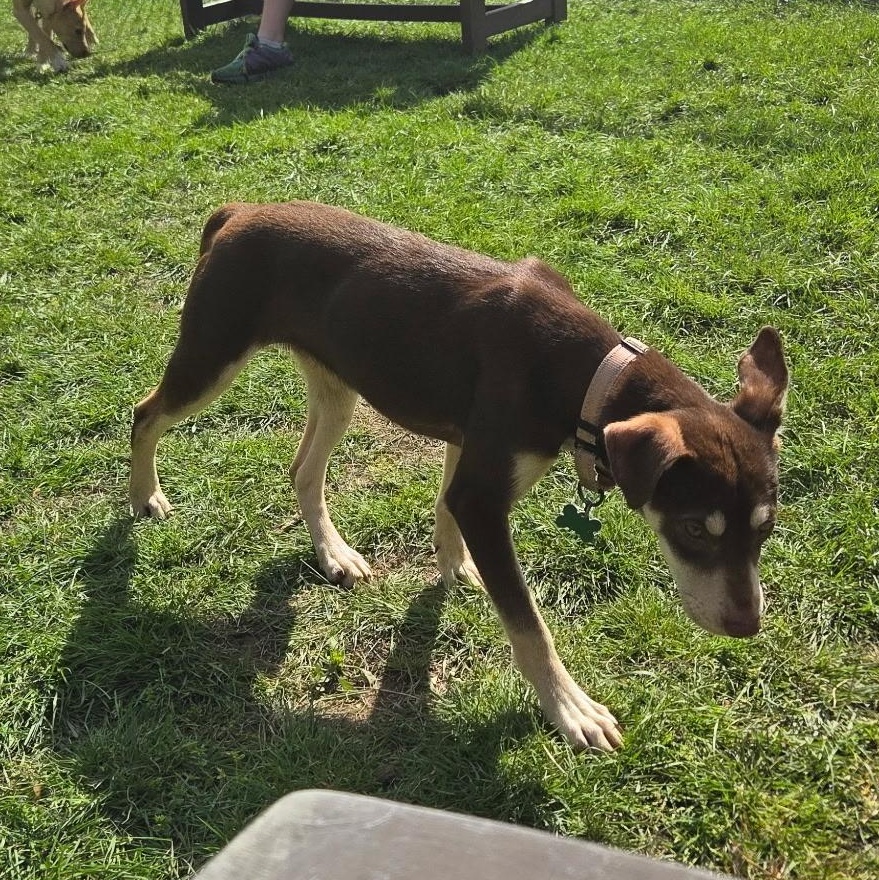 Enlarge Belle , an adoptable mixed breed in Pittsburgh, PA image 5/5