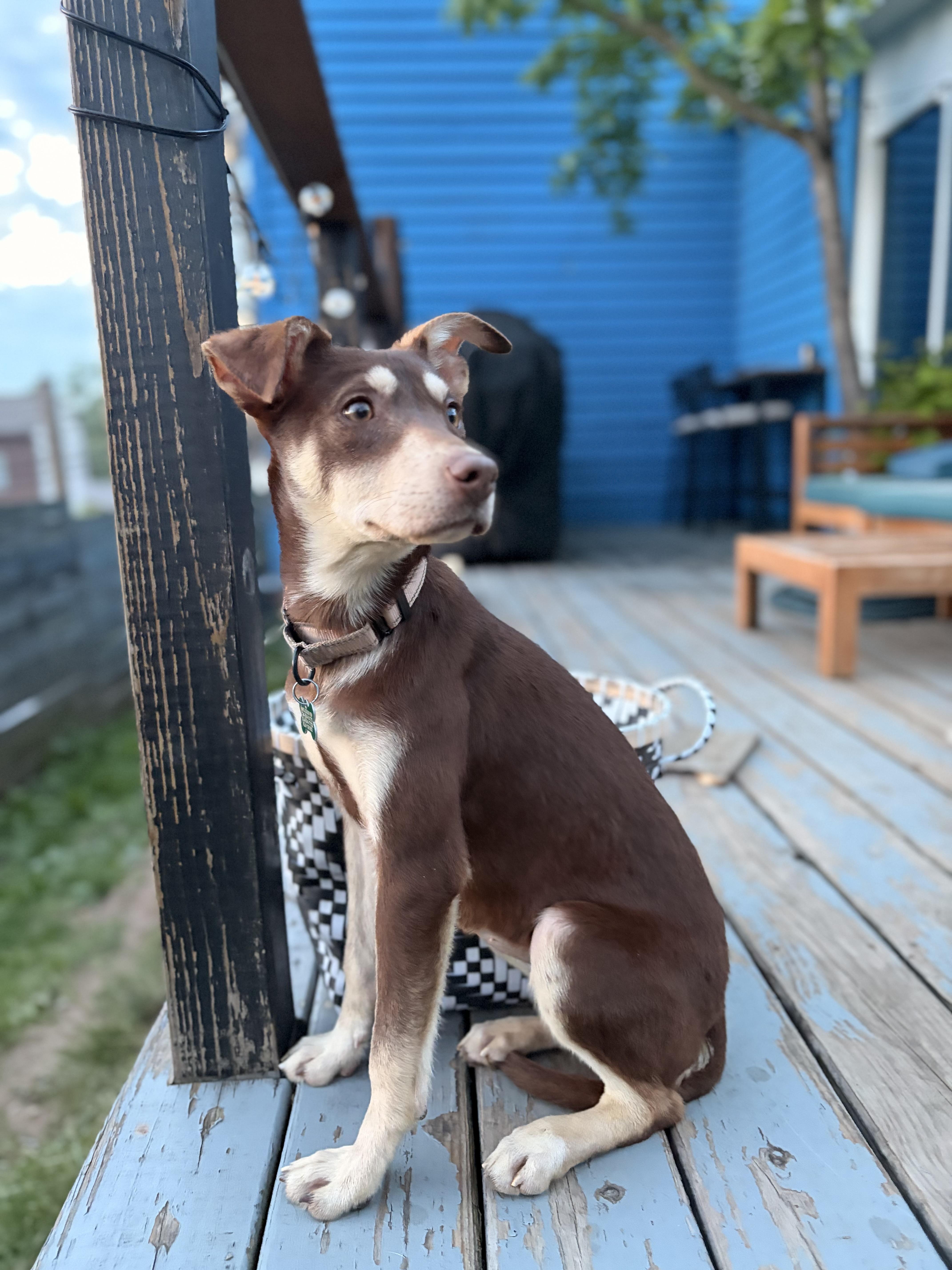 Enlarge Belle , an adoptable mixed breed in Pittsburgh, PA image 1/5