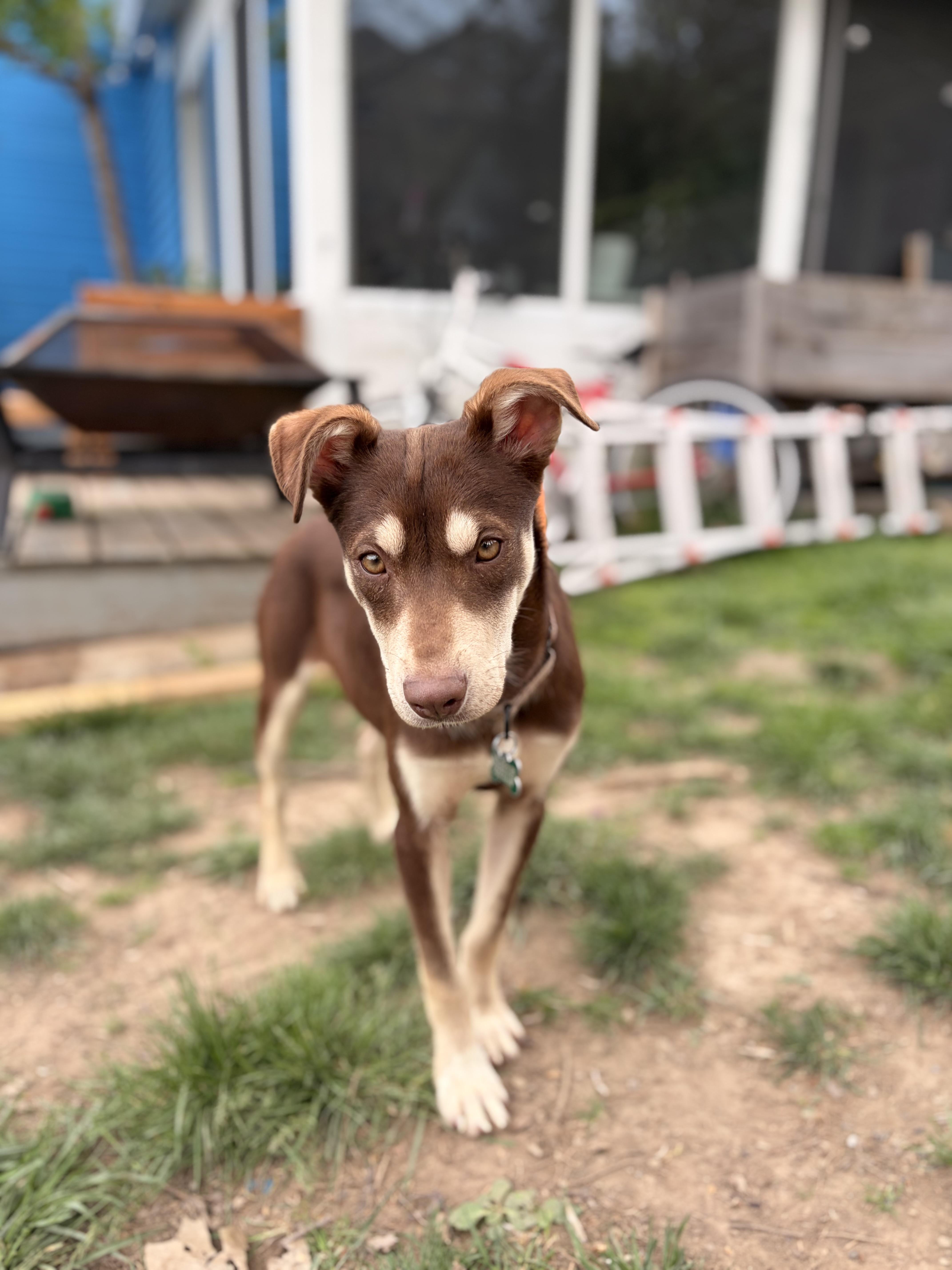 Enlarge Belle , an adoptable mixed breed in Pittsburgh, PA image 4/5