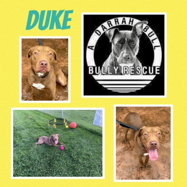 Enlarge Duke, a Adoptable Pit Bull Terrier in Roaring Spring, PA image 1/1
