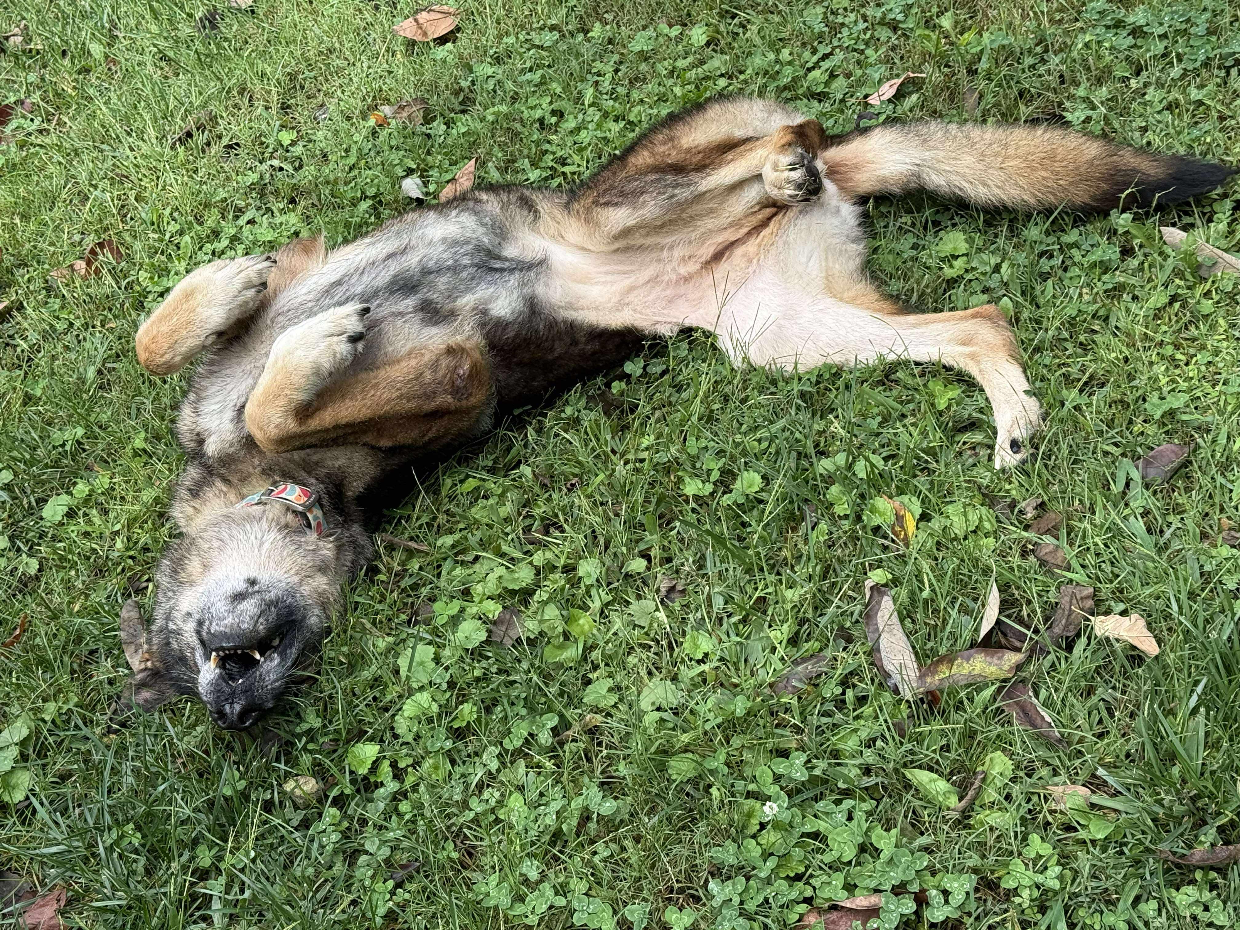 Renata (Sweet Senior)