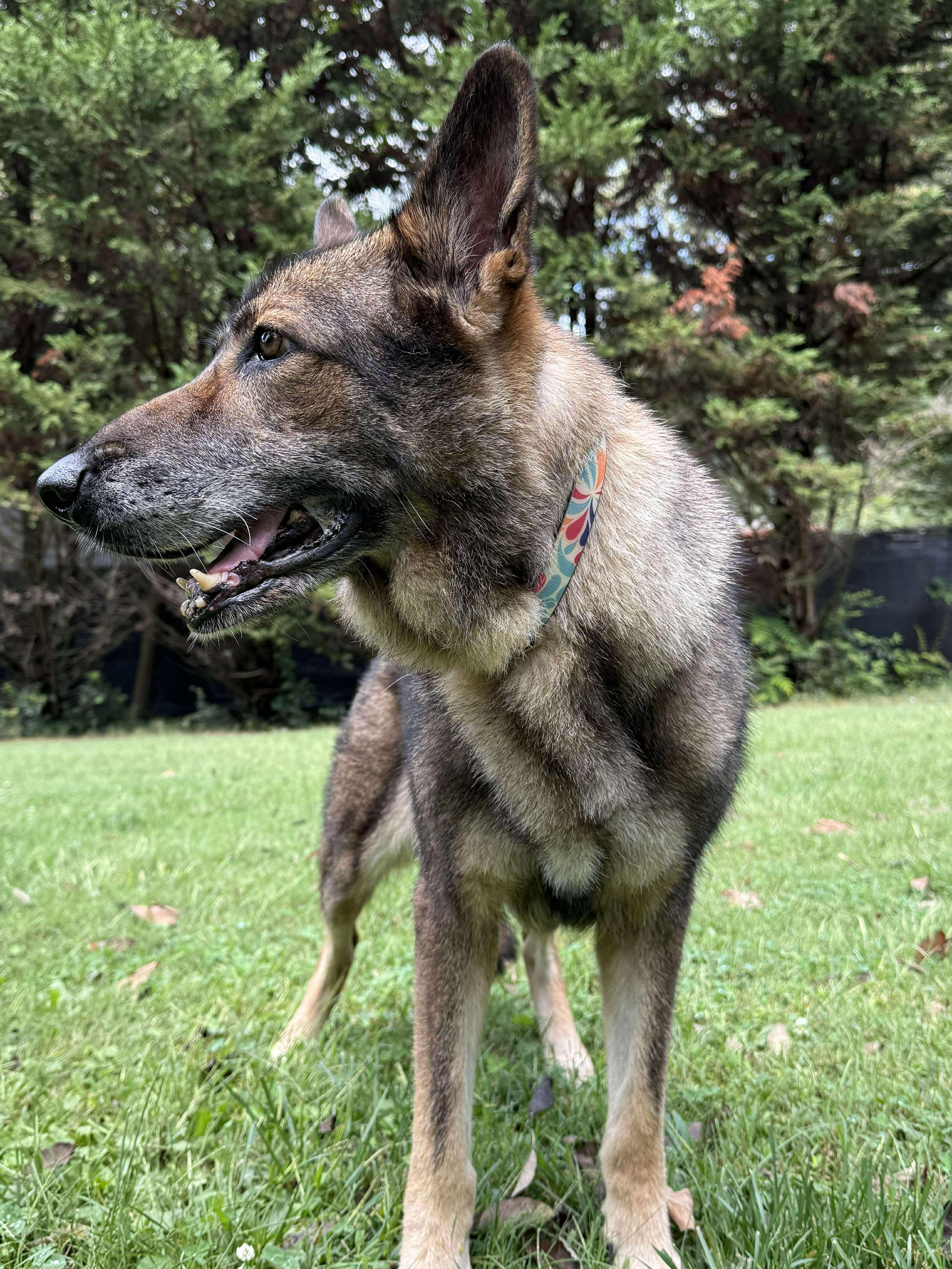 Renata (Sweet Senior)