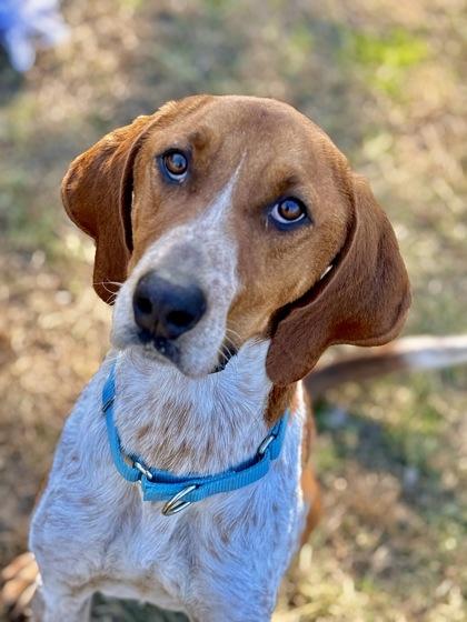 Caspian, a Adoptable mixed breed in Conway, SC image 1/3