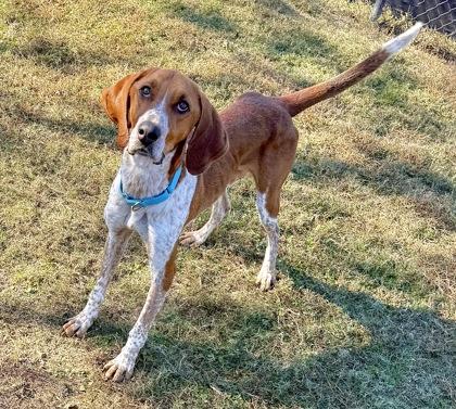 Caspian, a Adoptable mixed breed in Conway, SC image 2/3