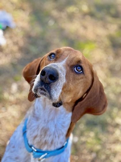 Caspian, a Adoptable mixed breed in Conway, SC image 3/3